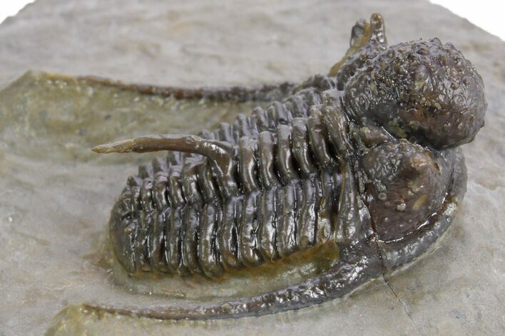 Spiny Cyphaspis Trilobite - Ofaten, Morocco #359169